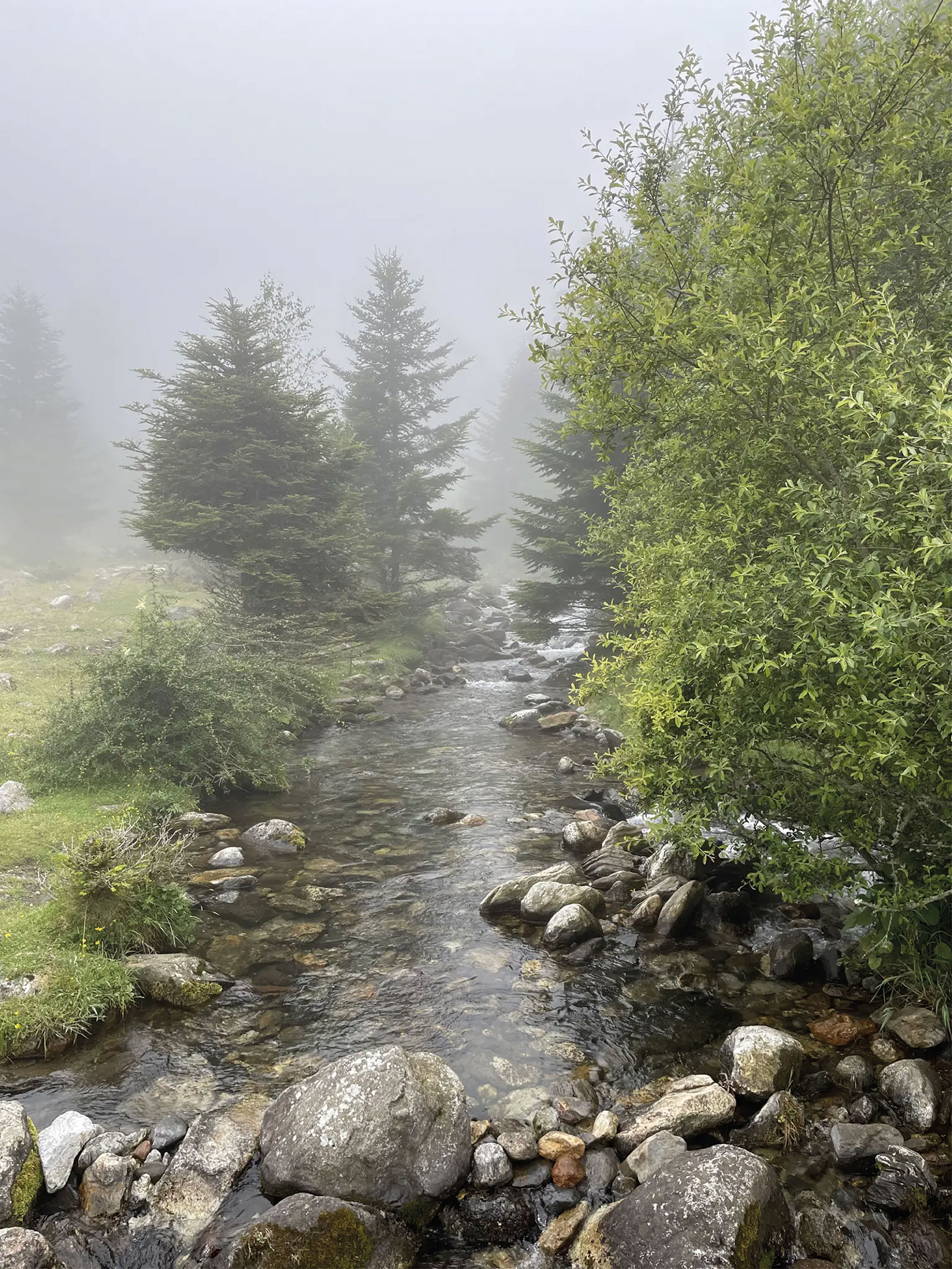 Faune et Flore des Pyrénées : Beaudéan, un écrin de biodiversité