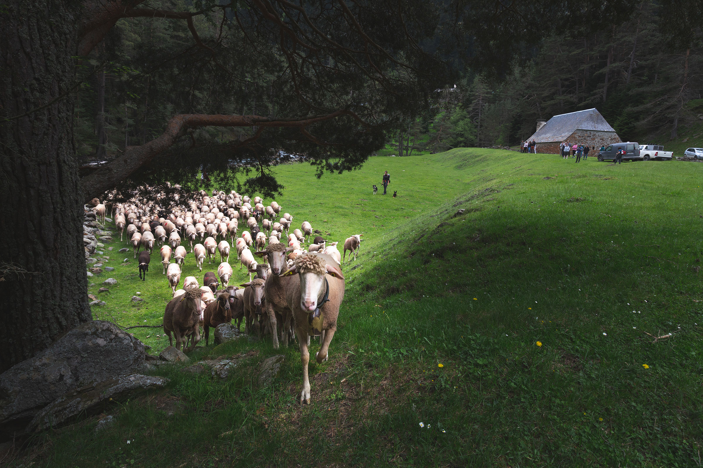 La transhumance dans la vallée du Rioumajou : un patrimoine vivant