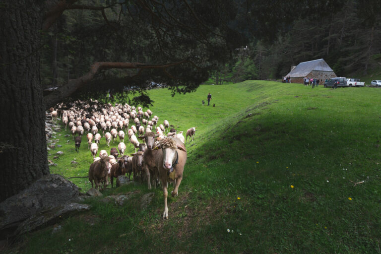 Saint-Lary-Greg-Terra-Photo_Pastoralisme_Rioumajou-3-2048x1365